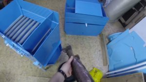 Сортировщик рыбы. Версия 2, доработанная.