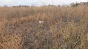 Охота с английским спрингер спаниелем