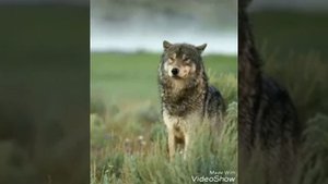 Мудрые слова и назидание для глупцов...