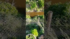 Простой и бюджетный полив огорода , грядок из речки