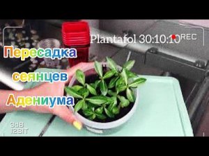 Адениум. Пересадка сеянцев адениума