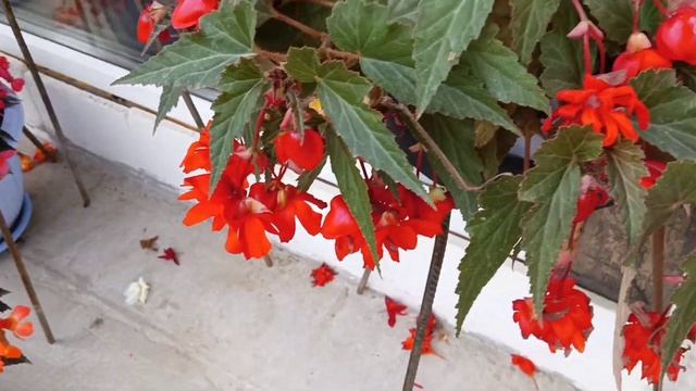 Полив бегоний!Как это делаю я. смотреть онлайн