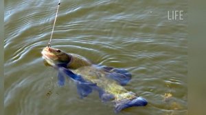 Как на что и где ловить линя в августе?