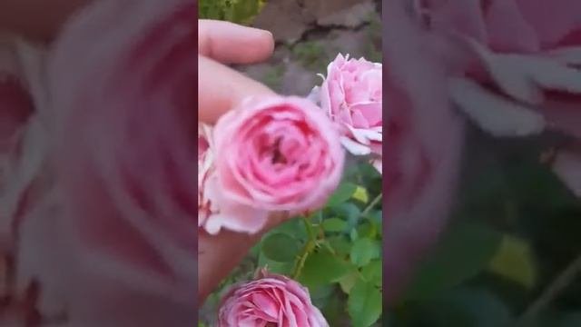 роза Помпонелла