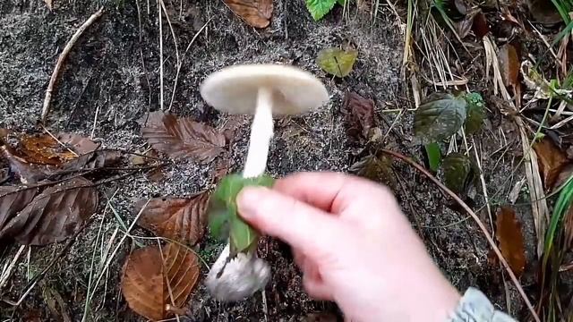 КРОВАВЫЙ ГРИБ! Мясо свисает с дерева! Печёночница. смотреть онлайн