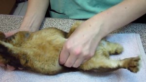 Определение беременности у крольчихи