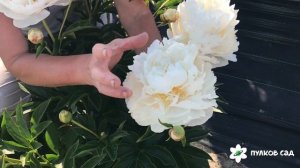 Victorian blush peony. Викториан блаш пион. Пулков сад (2022 г)