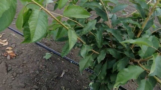 Черешня, исправляем крону на проблемном сорте. 25.06.2020 смотреть онлайн