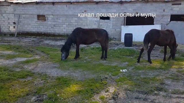 ПОХВАЛА И ПОРИЦАНИЕ ПООЩРЕНИЕ И НАКАЗАНИЕ ЛОШАДИ смотреть онлайн