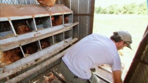 THE EGG COLLECTOR - Inside a Funny Organic Egg Farm