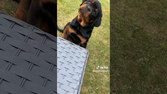 Enzo reacting to this sound lol #enzo #rottweiler #puppy #dog #Rottweiler puppy