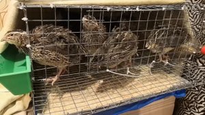 Перепела в домашних условиях.