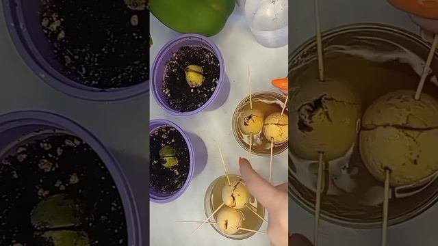 Авокадо из косточки#сад#огород#выращиваниеавокадо#огородник#дача#садовыеистрии#танитафлора#оранжере