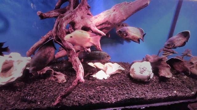 Аквариум AQUAFISHES & Co #TonedReality #TonedRealitypati астронотус оскар , цихлиды. смотреть онлайн