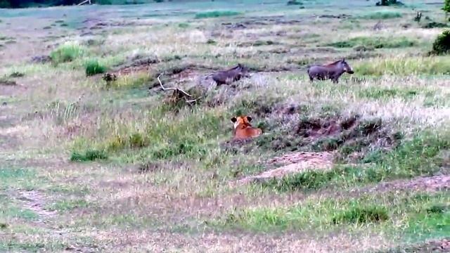 Two Little Pigs outsmart the Lion смотреть онлайн