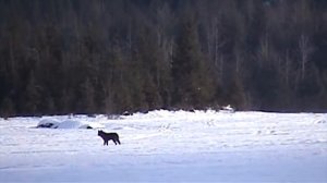 Хозяин в ужасе смотрел как волк приближался к его собаке. То что произошло потом, просто невероятно