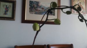 Как спасти орхидеи с высохшими корнями и листьями без тургора.