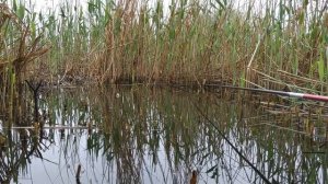 Караси на боковой кивок.Рыбалка в камыше.Карась-дельфин.