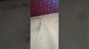 Легко ли найти клопов в диване? How to find bedbugs?