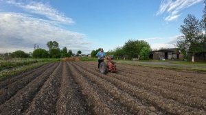 Боронование грядок картофеля мотоблоком  МТЗ 05 ?