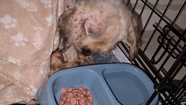 Эти Животные ЗВАЛИ на ПОМОЩЬ! Попробуй НЕ ЗАПЛАКАТЬ и Спасение животных! смотреть онлайн