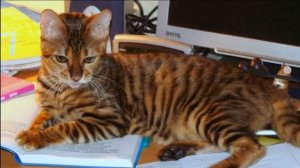 Внешность тигра, характер домашней кошечки. Порода кошек тойгер