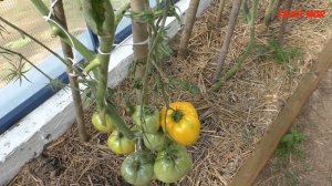 Супер вкусный томат ЖОЗЕФИНА