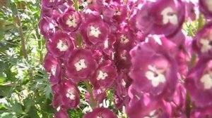 Delphiniums Dark Pink and Others.Shown in Garden June 2014.