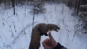 Проверка капканов на куницу и бобра.