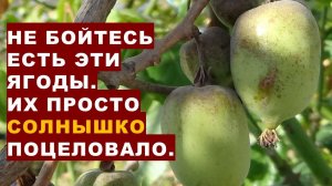 Не бойтесь кушать эти ягоды. Их солнышко поцеловало. Current issues in growing Miki-kiwi actinidia