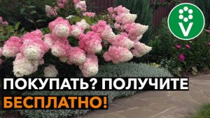 РАЗМНОЖЕНИЕ КУСТАРНИКОВ ЧЕРЕНКАМИ