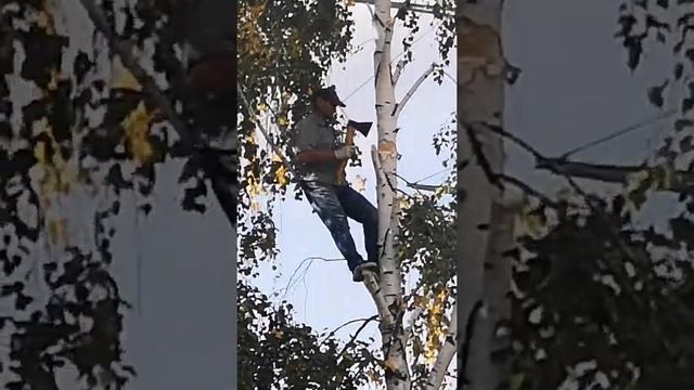 20лет березы