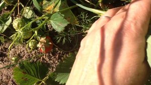 Огород:Клубника Корона