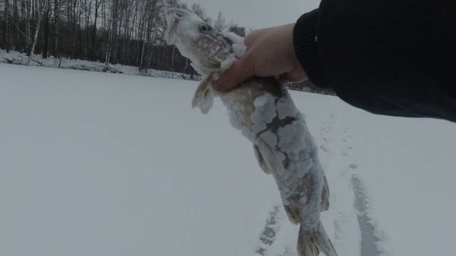 Жерелево Калужская обл. Выход щуки смотреть онлайн