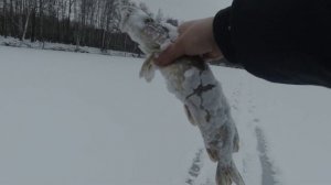 Жерелево Калужская обл. Выход щуки
