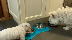 Bonnie, Our NEW West Highland Terrier Puppy ?