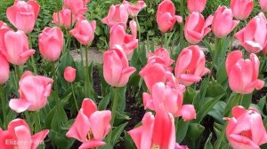 У пограничников суровые законы, с праздником братва