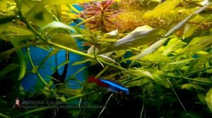 Водные корни у Аквариумных растений. Почему они появляются? Часть 2. Моя версия, ваши мнения