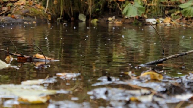 ДЫХАНИЕ ОСЕНИ 2016 смотреть онлайн