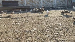 Продаю ИНДОУТЯТ кашолками)КАК ПОЛУЧИТЬ СТОЛЬКО МОЛОДНЯКА?)как отличить селезня от уточки???