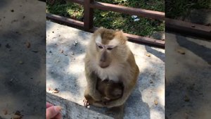 Кормление обезьяны с детёнышем в Пхукете