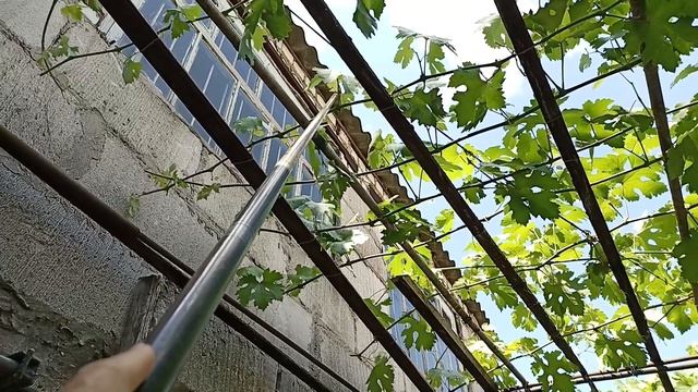 ЛЕТНЯЯ обрезка винограда на беседке. ВАЖНЫЕ моменты. смотреть онлайн