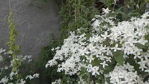 Клематис Ломонос манчжурский Прекрасное растение для беседки