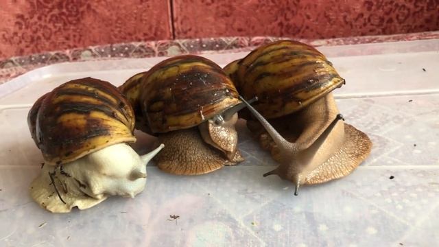 Улитки Archachatina Marginata Suturalis смотреть онлайн