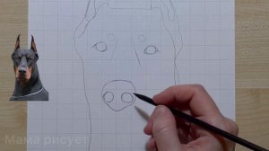 Как нарисовать собаку ДОБЕРМАНА поэтапно / Doberman Dog easy drawing