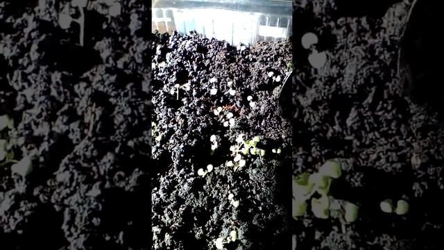 Котовник "Голубой ковёр" часть 2 смотреть онлайн