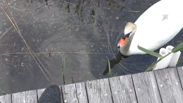 Лебедь троллит человека смотреть онлайн