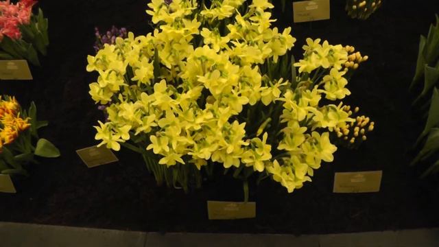 Daffodil "Stint" - Daffodils from DutchGrown.com смотреть онлайн