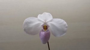 Пафиопедилум Деленати. Нежные краски зимы