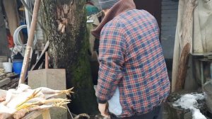 Какой вес петуха Белефельдера в 6 месяцев.